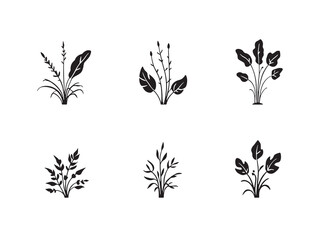 Zebra Plant Black Line Art on White Background