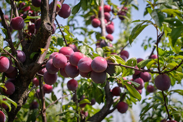 ripe plums on a tree