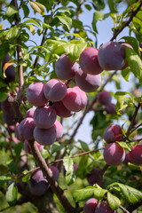 ripe plums on a tree
