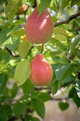 ripe pears on a tree