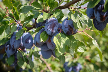 ripe plums on a tree