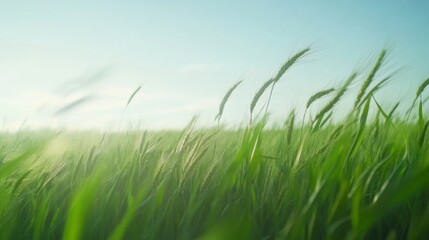 Obraz premium Green wheat field swaying in summer breeze 