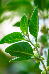 Ashwagandha plant or withania somnifera plant is ayurvedic medical plant
