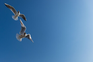 Beautiful shots of a seagull flying in the sky