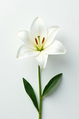 Fototapeta premium White lily flower with soft and feathery texture on white surface, winter, white, isolated