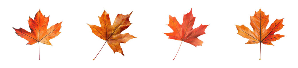 Obraz premium Four vibrant autumn maple leaves on display, cut out - stock png