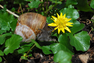 a large brown snail crawls on the flowers of a spring wheat flower in the forest