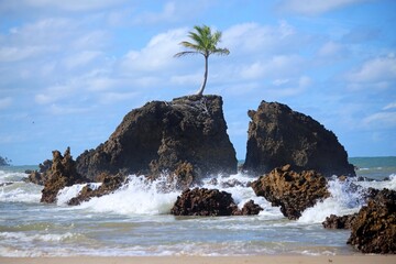 
Tambaba beach near Joao Pessoa and the iconic coconut tree on a large rock in the water. Tourist spot for summer holidays.