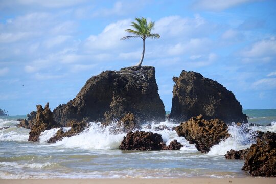 
Tambaba beach near Joao Pessoa and the iconic coconut tree on a large rock in the water. Tourist spot for summer holidays.