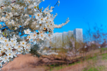 Blooming Cherry Blossoms Against Urban Skyline in Bright Spring Day
