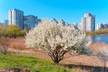 Blossoming Tree by the Lake with City Skyline in Spring