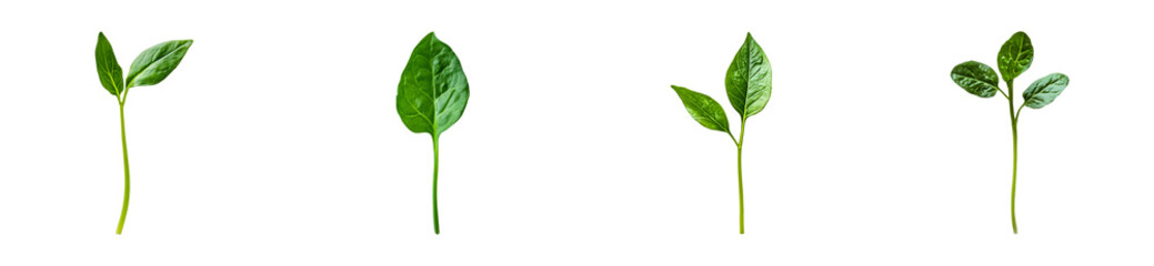 Four green plant cuttings in different growth stages on black background, cut out - stock png