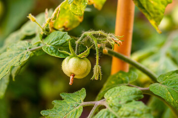 Obraz premium Solanum pimpinellifolium pertenece a la familia de Solanaceae.