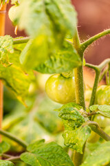 Solanum pimpinellifolium pertenece a la familia de Solanaceae.