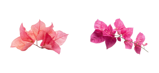 Close-up of pink and magenta bougainvillea flowers on branch, cut out - stock png