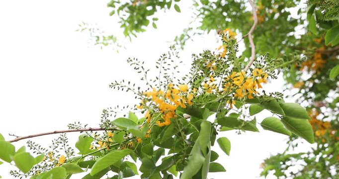 Bright yellow Padauk flowers are in full bloom on the tree and swaying beautifully in the morning breeze. (Pterocarpus macrocarpus) For the Myanmar water festival (Thingyan). taken in Myanmar.