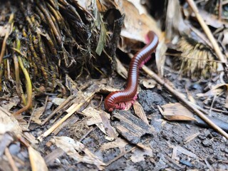 A brown millipede with pink legs crawls over soil and dry leaves in a forest floor close-up.