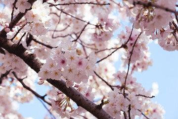 Cherry blossoms in full bloom in spring