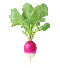 radish isolated on white background