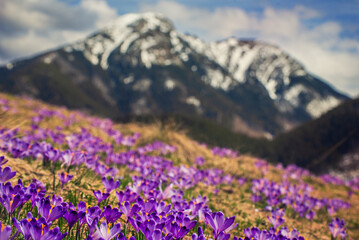 Dolina Chocholowska with blossoming purple crocuses or saffron flowers,Tatra mountains, Poland. © Roxana
