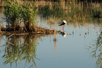 Paisaje del habitát natural de la Cigüeñuela Himantopus himantopus con reflejos y luz de la mañana, parque natural el Hondo, España