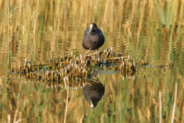 Focha Fulica cristata con reflejos en el agua sobre cañas cortadas, parque natural el Hondo,...