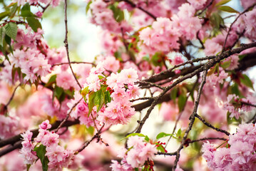Sakura flowers blooming, spring seasonal Easter background