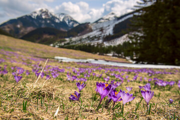 Dolina Chocholowska with blossoming purple crocuses or saffron flowers,Tatra mountains, Poland. © Roxana