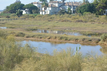 Wetlands with reflection of buildings under clear sky surrounded by lush vegetation in...