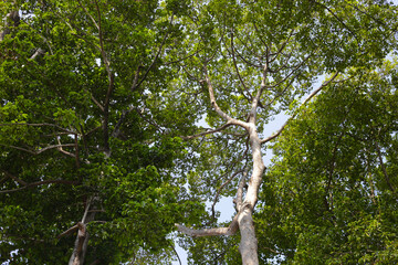 Fototapeta premium Looking up from down tree, Dipterocarpus tree, Big tree in Vietnam