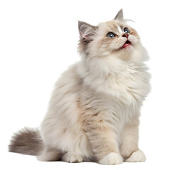 Obraz premium Maine Coon cat sitting side ways isolated 