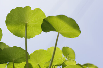 Centella asiatica (gotu kola). Fresh green leaves herb background.