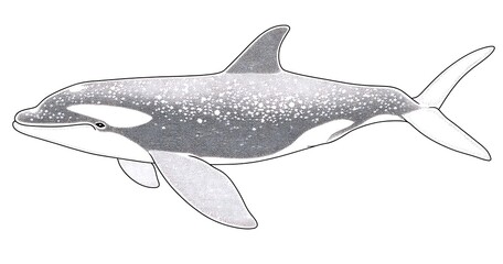 Obraz premium Pointillist Orca Whale Illustration Black and White