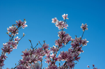 Magnolia blossoms on a branch with  blue sky