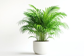 Lush green areca palm plant in a white pot against isolated on white background