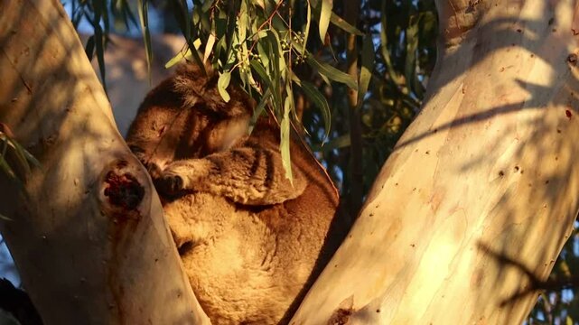close up on cute adorable koala sleeping and hugging eucalyptus tree spotted in Morialta Conservation Park near Adelaide, South Australia. Most iconic australian marsupial