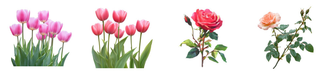 Variety of pink tulips and roses in bloom displaying lush green leaves, cut out - stock png