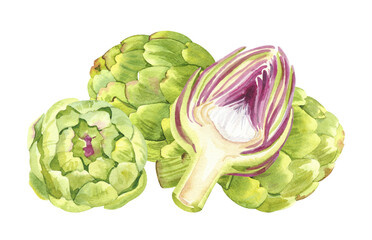 Watercolor hand drawn green artichokes flower botanical illustration isolated on white background. Hand painted DIY watercolor clip art for menu, ads, posters and packaging design
