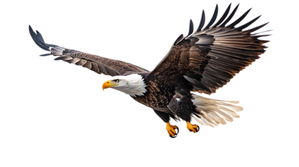An American bald eagle flying on a transparent background