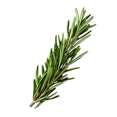 Fresh Rosemary Sprig on Black Background,