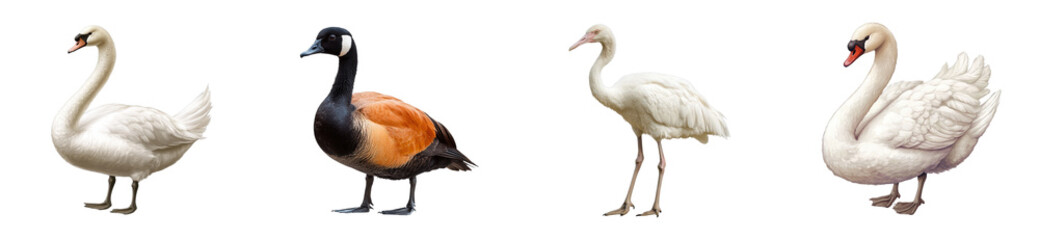Diverse waterfowl: swan, goose, flamingo, and swan displaying unique features, cut out - stock png