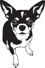 Chihuahua dog . Hand drawn vector illustration	