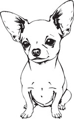 Chihuahua dog . Hand drawn vector illustration	