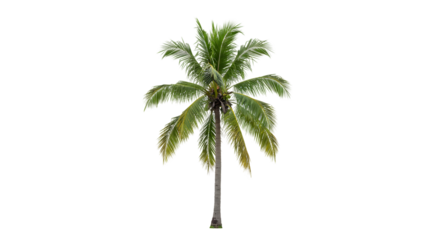 Palm Tree, Tropical, Isolated
