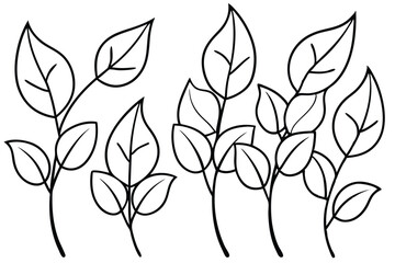Different Types of Sweet Pea Leaves