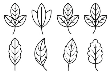 Fototapeta premium Sweet Pea Leaf Vector Set