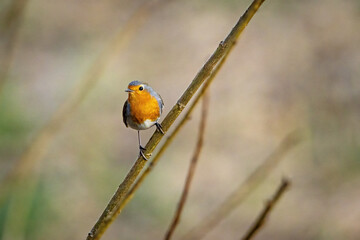 A European robin in the wild