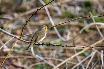 A European robin in the wild