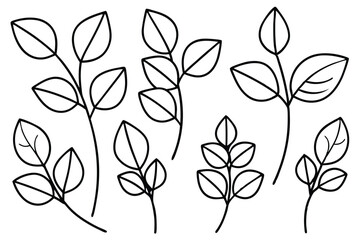 Sweet Pea Leaf Illustration Collection
