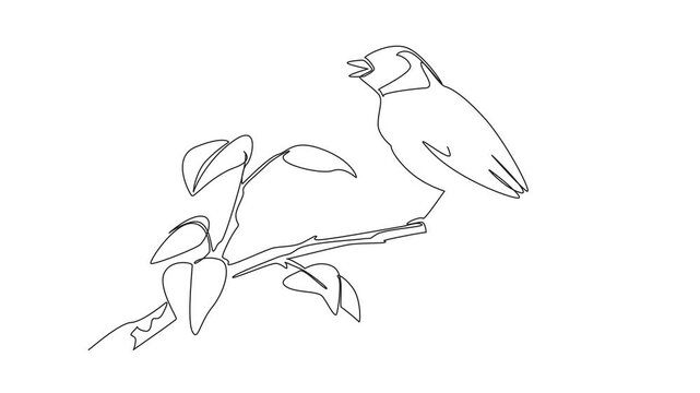 Animation of continuous one line drawing dunnock bird perched on tree branch with leaves. Landed and chirped. The little one from Europe. International Dawn Chorus Day. Full length motion